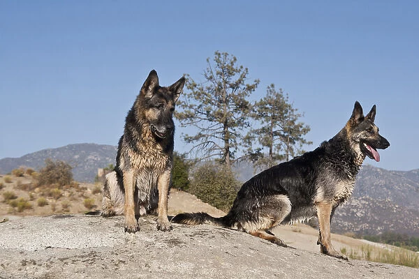 Two German Shepherds sitting on a rock in the San Jacinto Mountains California