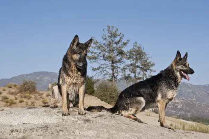 Framed Print : Two German Shepherds sitting on a rock in the San Jacinto Mountains California Framed Print : Two German Shepherds sitting on a rock in the San Jacinto Mountains California