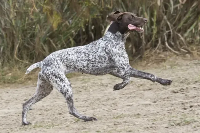 Framed Print : A German Shorthaired Pointer running and jumping Framed Print : A German Shorthaired Pointer running and jumping