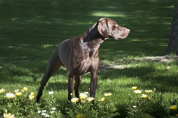 A German Shorthaired Pointer standing in a splash of light behind some daisies in a park