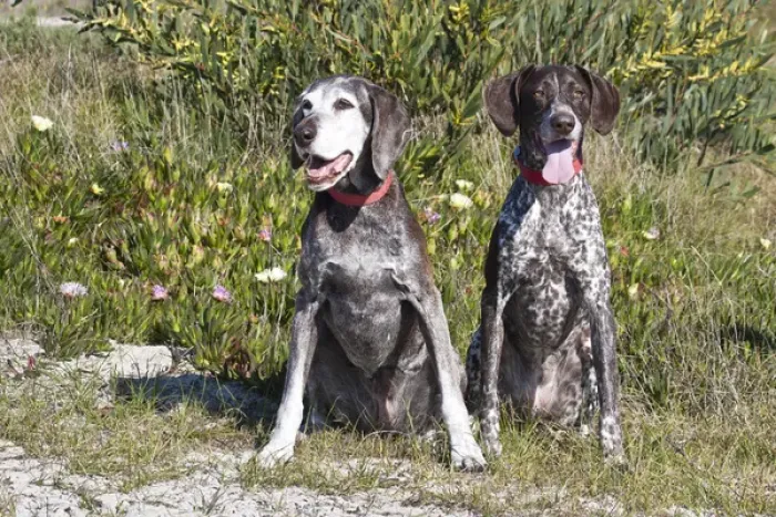 Framed Print : Two German Shorthaired Pointers sitting together in the sand surrounded by ice plants Framed Print : Two German Shorthaired Pointers sitting together in the sand surrounded by ice plants
