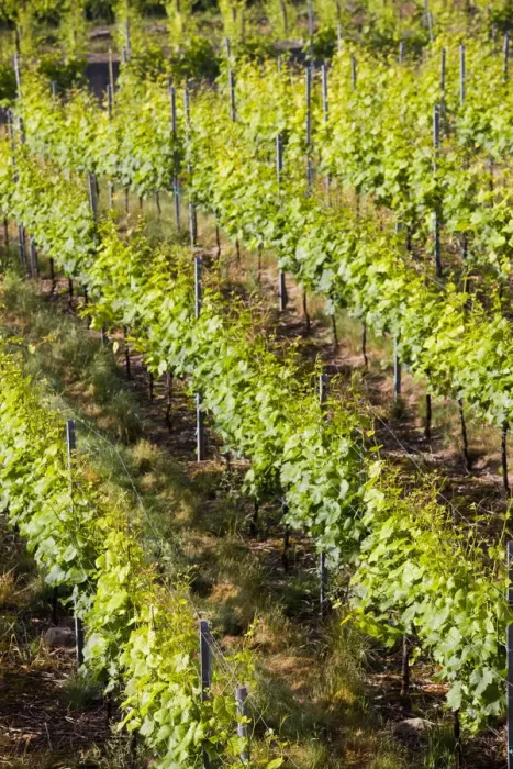 Framed Print : GERMANY, Baden-Wurttemberg, Esslingen Am Neckar. Town vineyards Framed Print : GERMANY, Baden-Wurttemberg, Esslingen Am Neckar. Town vineyards