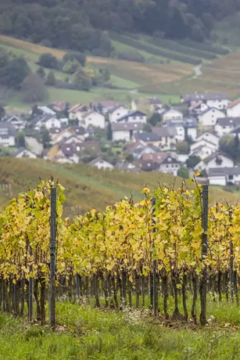 Framed Print : Germany, Baden-Wurttemburg, Badische Weinstrasse, Baden Vineyards, Neuweier, vineyards Framed Print : Germany, Baden-Wurttemburg, Badische Weinstrasse, Baden Vineyards, Neuweier, vineyards