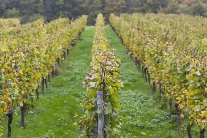 Framed Print : Germany, Baden-Wurttemburg, Badische Weinstrasse, Baden Vineyards, Neuweier, vineyards