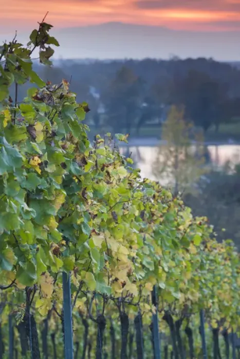 Framed Print : Germany, Baden-Wurttemburg, Black Forest, Breisach, vineyard, autumn Framed Print : Germany, Baden-Wurttemburg, Black Forest, Breisach, vineyard, autumn