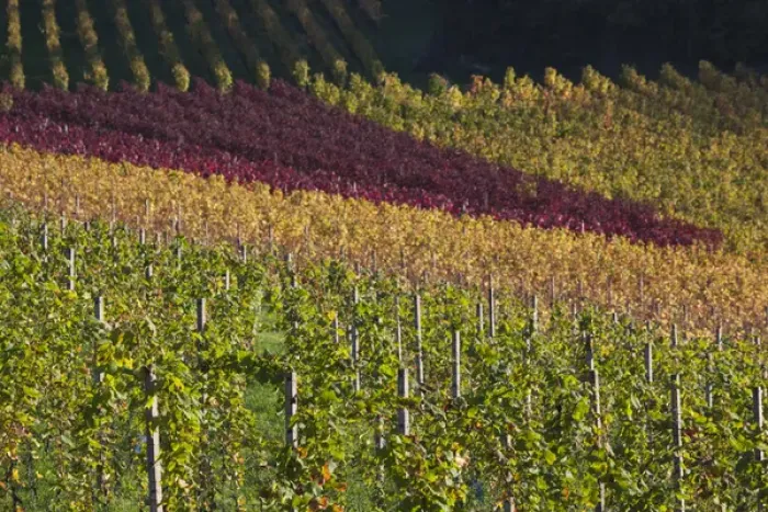 Framed Print : Germany, Baden-Wurttemburg, Black Forest, Gengenbach, hillside vineyards, fall Framed Print : Germany, Baden-Wurttemburg, Black Forest, Gengenbach, hillside vineyards, fall