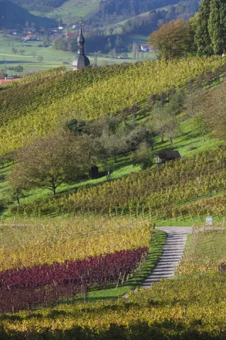 Framed Print : Germany, Baden-Wurttemburg, Black Forest, Gengenbach, hillside vineyards, fall Framed Print : Germany, Baden-Wurttemburg, Black Forest, Gengenbach, hillside vineyards, fall