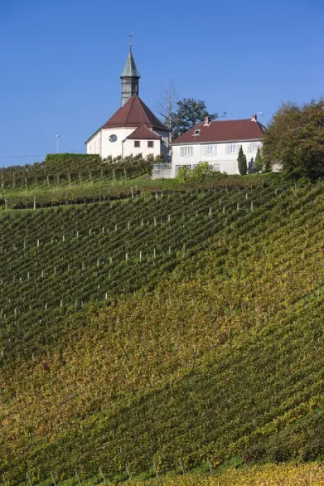 Framed Print : Germany, Baden-Wurttemburg, Black Forest, Gengenbach, vineyards and hilltop chapel, fall