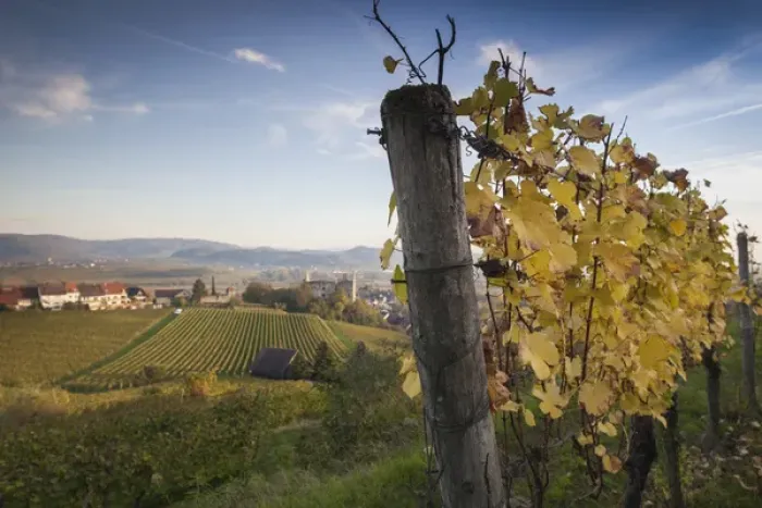 Framed Print : Germany, Baden-Wurttemburg, Burkheim, Kaiserstuhl Area, vineyards elevated village view