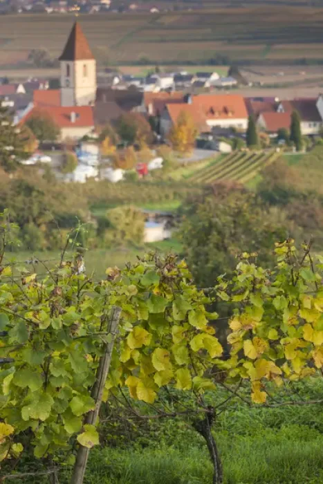 Framed Print : Germany, Baden-Wurttemburg, Burkheim, Kaiserstuhl Area, vineyards elevated village view Framed Print : Germany, Baden-Wurttemburg, Burkheim, Kaiserstuhl Area, vineyards elevated village view