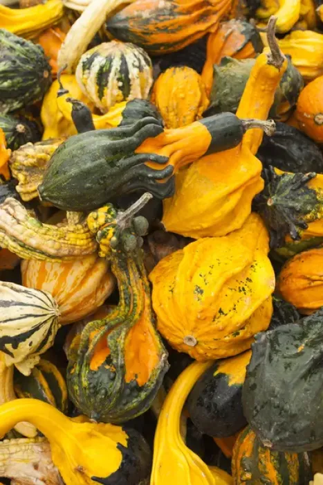 Framed Print : Germany, Baden-Wurttemburg, Ludwigsburg, Bluhendes Barock Gardens, fall festival, squash Framed Print : Germany, Baden-Wurttemburg, Ludwigsburg, Bluhendes Barock Gardens, fall festival, squash