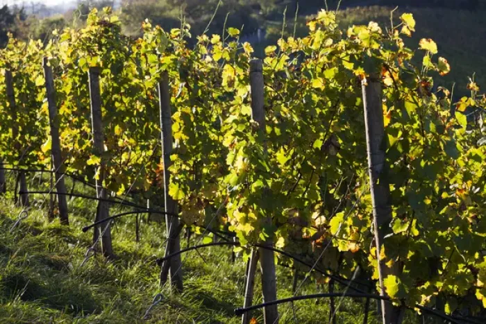 Framed Print : Germany, Baden-Wurttemburg, Stuttgart-Uhlbach, vineyards above Unter-turkheim, fall