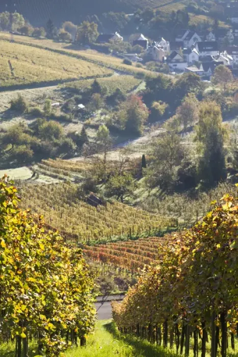 Framed Print : Germany, Baden-Wurttemburg, Stuttgart-Uhlbach, vineyards above Unter-turkheim, fall
