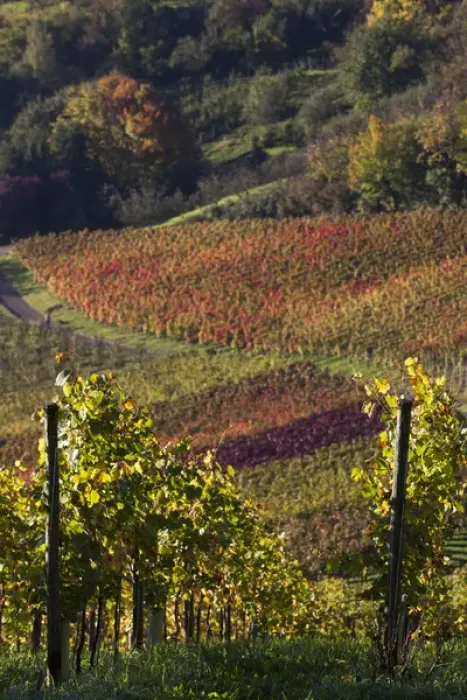 Framed Print : Germany, Baden-Wurttemburg, Stuttgart-Uhlbach, vineyards above Unter-turkheim, fall Framed Print : Germany, Baden-Wurttemburg, Stuttgart-Uhlbach, vineyards above Unter-turkheim, fall