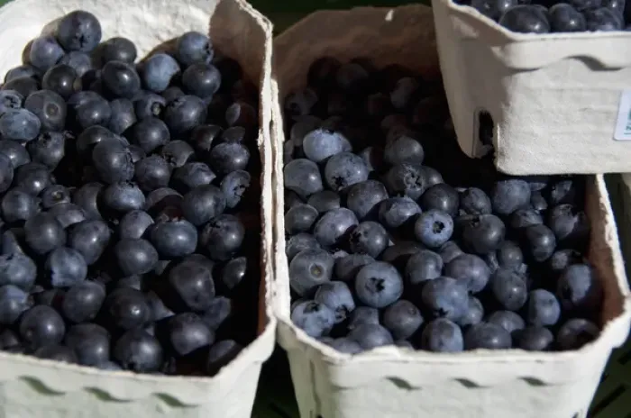 Framed Print : Germany, Bavaria, Passau. Open-air farmers market, blueberries