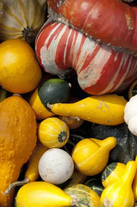 Framed Print : Germany, Bavaria, Passau. Open-air farmers market, colorful fall squash & gourds