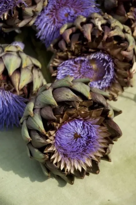 Framed Print : Germany, Bavaria, Passau. Open-air farmers market. Ornimental artichoke flower