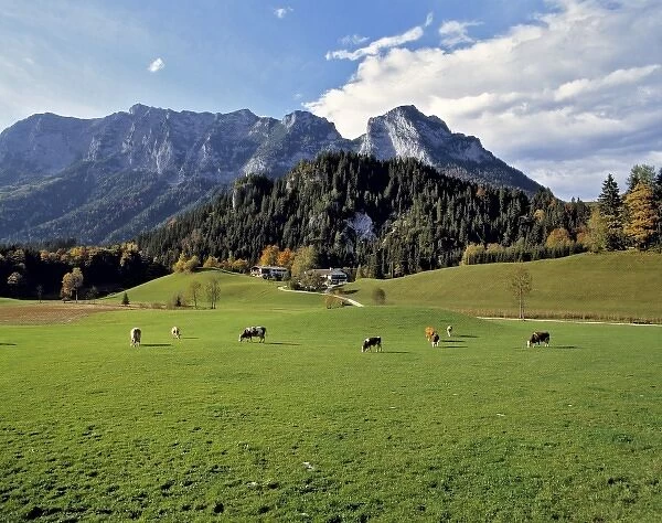 Germany, Bavaria, Ramsau. Cattle graze in the pasture near this farm at Ramsau, in Bavaria, Germany
