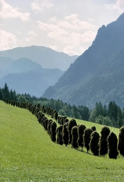 Germany, Bavaria, Ramsau. Harvested hay fills the hillside near Ramsau in Bavaria, Germany