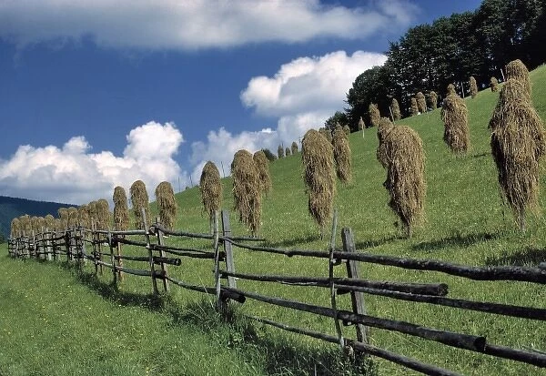 Germany, Bavaria, Ramsau. Hay dries along the Alpenstreasse near Ramsau, Bavaria, Germany