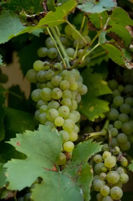 Framed Print : Germany, Franconia, Wertheim. Grapes used to make famous Franconian local wine