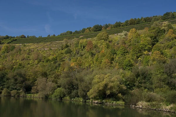 Germany, Franconia, Wertheim. Special hillside vineyards along the Main River for