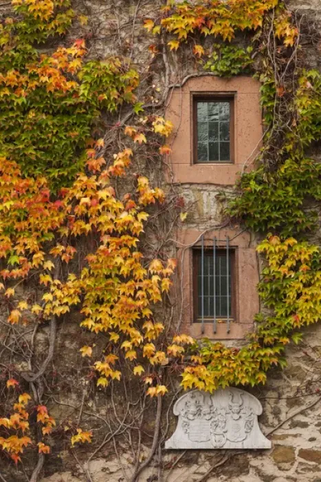Framed Print : Germany, Hesse, Wetzlar, building covered with ivy, autumn Framed Print : Germany, Hesse, Wetzlar, building covered with ivy, autumn