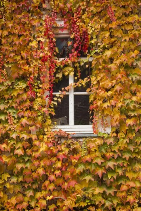 Framed Print : Germany, Hesse, Wetzlar, building covered with ivy, autumn Framed Print : Germany, Hesse, Wetzlar, building covered with ivy, autumn