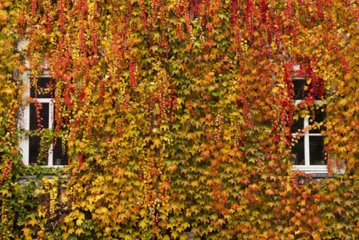 Framed Print : Germany, Hesse, Wetzlar, building covered with ivy, autumn Framed Print : Germany, Hesse, Wetzlar, building covered with ivy, autumn