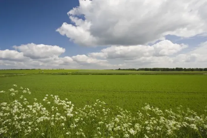 Framed Print : Germany, Niedersachsen, Bergen. Farm Field, springtime