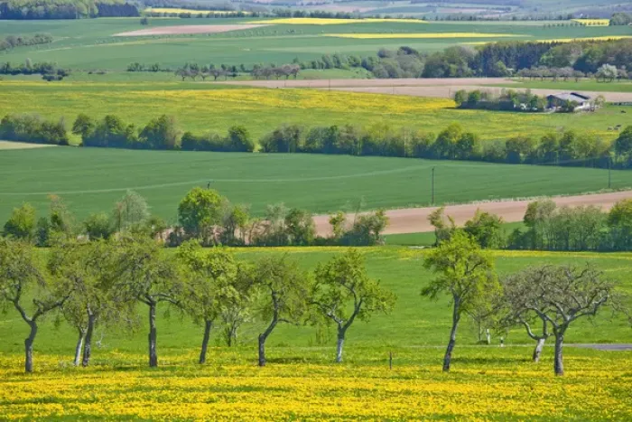 Framed Print : GERMANY, Rheinland-Pfaltz, Mulbach. Fiels in spring Framed Print : GERMANY, Rheinland-Pfaltz, Mulbach. Fiels in spring