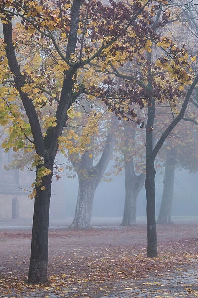 Germany, Rheinland-Pfalz, Speyer, Domgarten, cathedral park, fog, morning