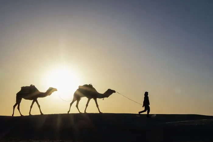 Framed Print : Ghlissia, Kebili, Tunisia. Man leading camels across sand dunes at sunset in the Sahara Desert Framed Print : Ghlissia, Kebili, Tunisia. Man leading camels across sand dunes at sunset in the Sahara Desert