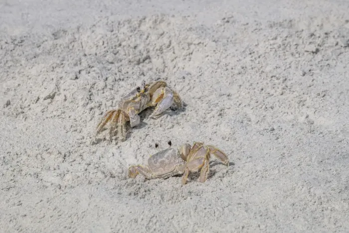 Framed Print : Ghost Crab