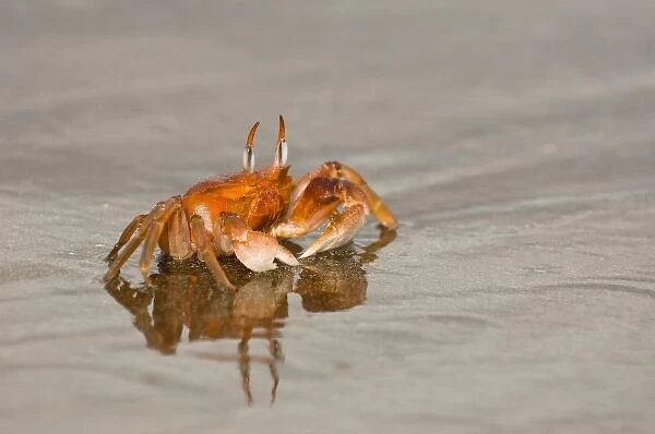 Ghost Crab (Ocypode gaudichaudii) Santiago Island, Galapagos Islands, Ecuador. They