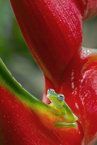 Ghost Glass Frog, Costa Rica