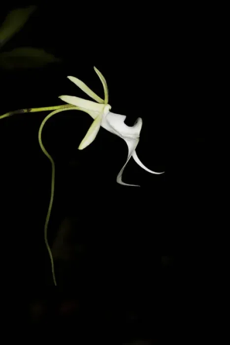 Framed Print : Ghost Orchid in bloom, Polyrrhiza lindenii, Florida (wild) Framed Print : Ghost Orchid in bloom, Polyrrhiza lindenii, Florida (wild)