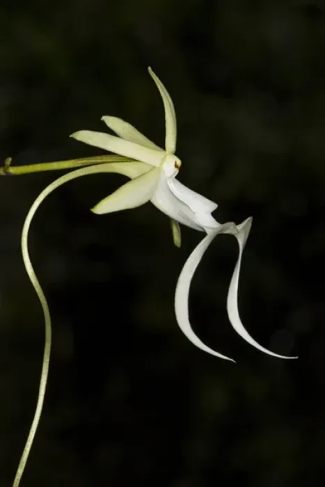 Framed Print : Ghost Orchid in bloom, Polyrrhiza lindenii, Florida (wild)