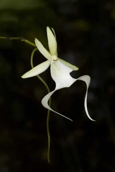 Framed Print : Ghost Orchid in bloom, Polyrrhiza lindenii, Florida (wild) Framed Print : Ghost Orchid in bloom, Polyrrhiza lindenii, Florida (wild)