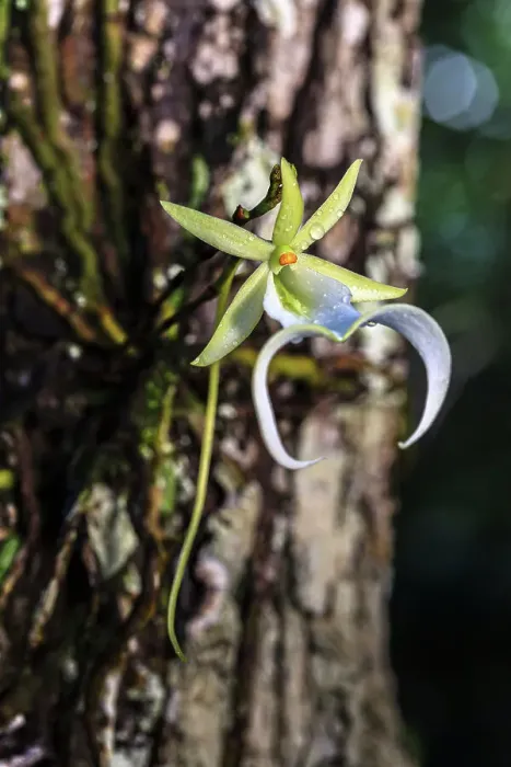 Framed Print : The ghost orchid is one of the rarest and most coveted of all wild orchids. It is an endangered epiphyte, growing on trees in relatively deep swamps in southwest Florida