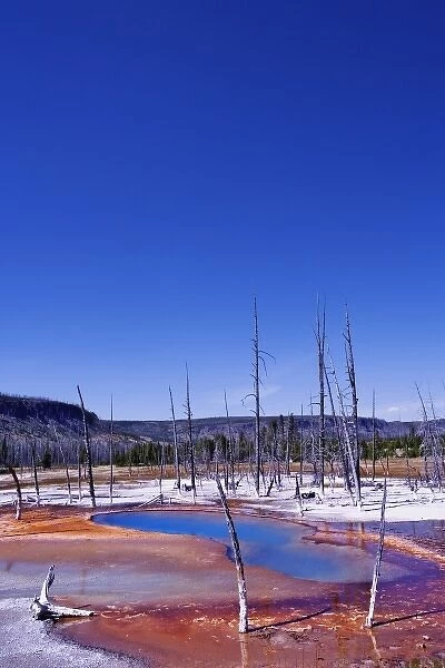 Ghost trees and bacterial mat near Grand Prismatic Spring, Midway Geyser Basin, Yellowstone