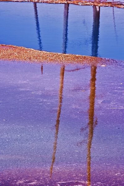 Ghost trees reflecting in bacterial mat around perimeter of Grand Prismatic Spring