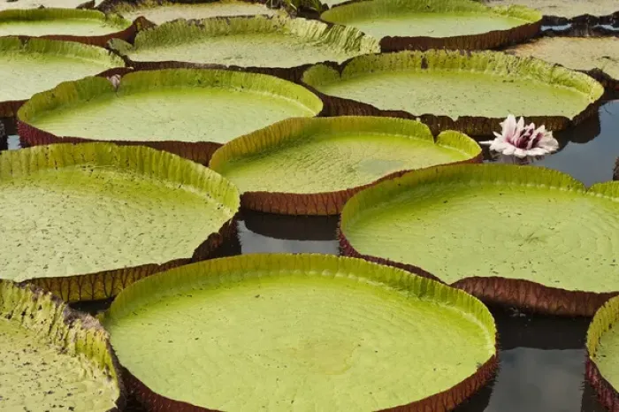 Framed Print : Giant Amazon Water Lily (Victoria amazonica) LARGEST LILY Permanent ponds in Savannah Framed Print : Giant Amazon Water Lily (Victoria amazonica) LARGEST LILY Permanent ponds in Savannah
