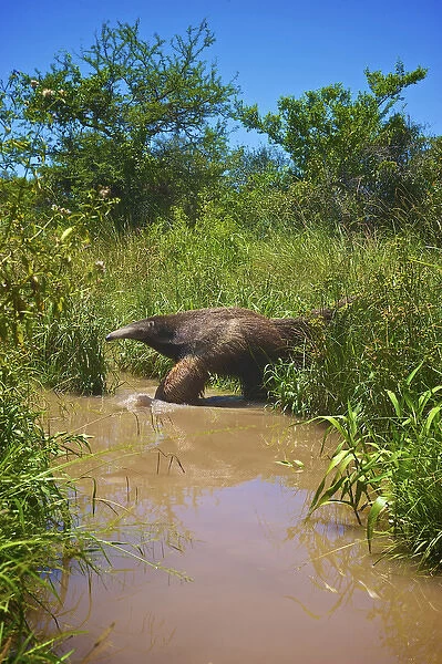 Giant Anteater, Myrmecophaga tridactyla, Corrientes, Argentina. Is the largest species of anteater