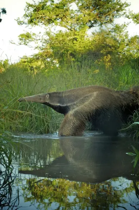 Framed Print : Giant Anteater, Myrmecophaga tridactyla, Corrientes, Argentina. Is the largest species of anteater Framed Print : Giant Anteater, Myrmecophaga tridactyla, Corrientes, Argentina. Is the largest species of anteater