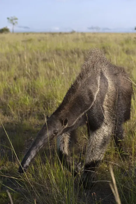 Framed Print : Giant Anteater (Myrmecophaga tridactyla) Savannah Rupununi GUYANA. South America Framed Print : Giant Anteater (Myrmecophaga tridactyla) Savannah Rupununi GUYANA. South America