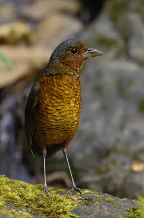 Framed Print : Giant Antpitta (Grallaria gigantea) juvenile. Antpittas are generally shy understory Framed Print : Giant Antpitta (Grallaria gigantea) juvenile. Antpittas are generally shy understory