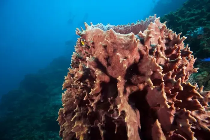 Framed Print : Giant Barrel Sponge (Xestopongia muta). Caribbean Scuba Diving, Roatan, Bay Islands Framed Print : Giant Barrel Sponge (Xestopongia muta). Caribbean Scuba Diving, Roatan, Bay Islands