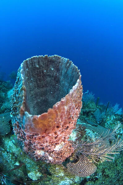 Giant Barrel Sponge (Xestospongia muta) Coral Reef Island, Belize Barrier Reef