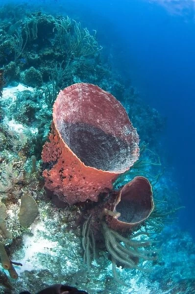 Giant Barrel Sponge (Xestospongia muta) Coral Reef Island, Belize Barrier Reef. Second